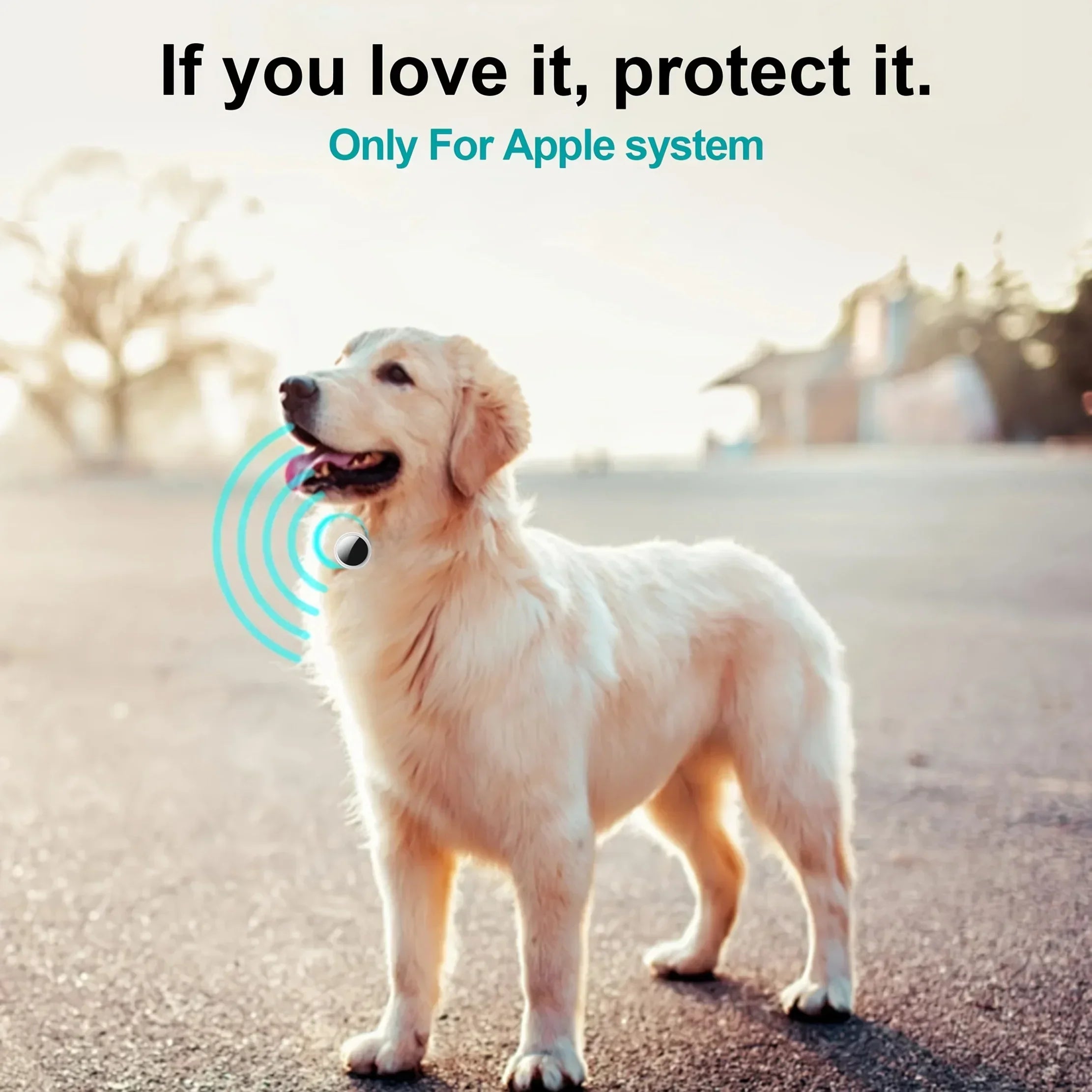 Golden retriever wearing smart pet tracker collar, outdoor, Apple compatible device
