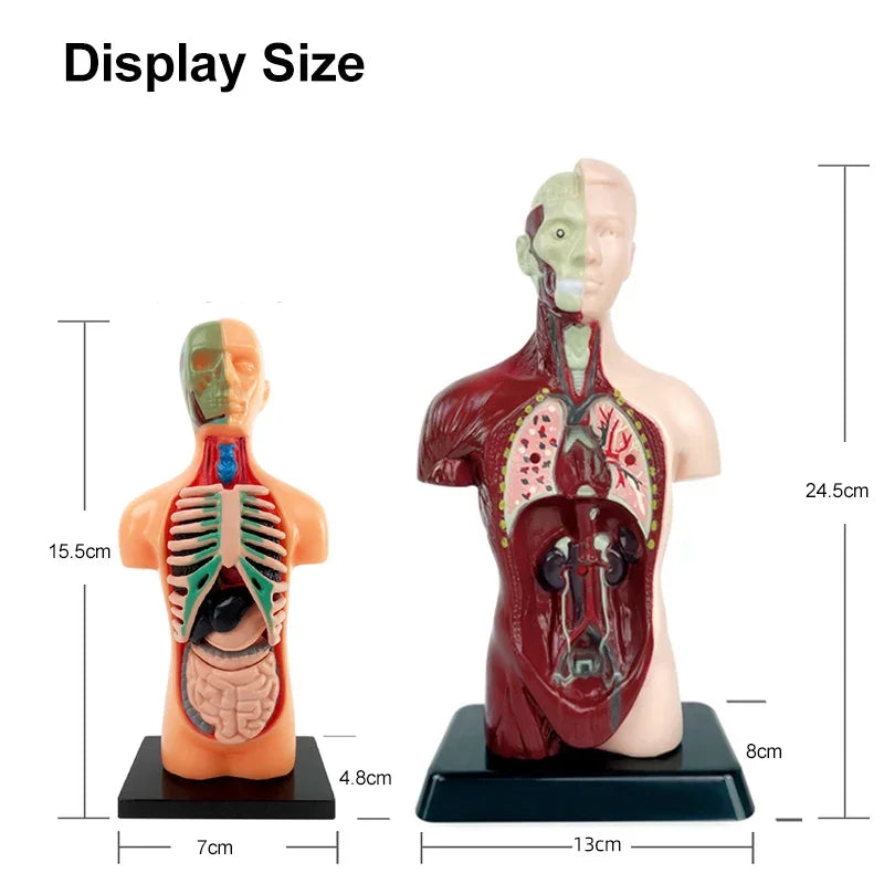 Human anatomy model set showing internal organs and body structure, measurements included.