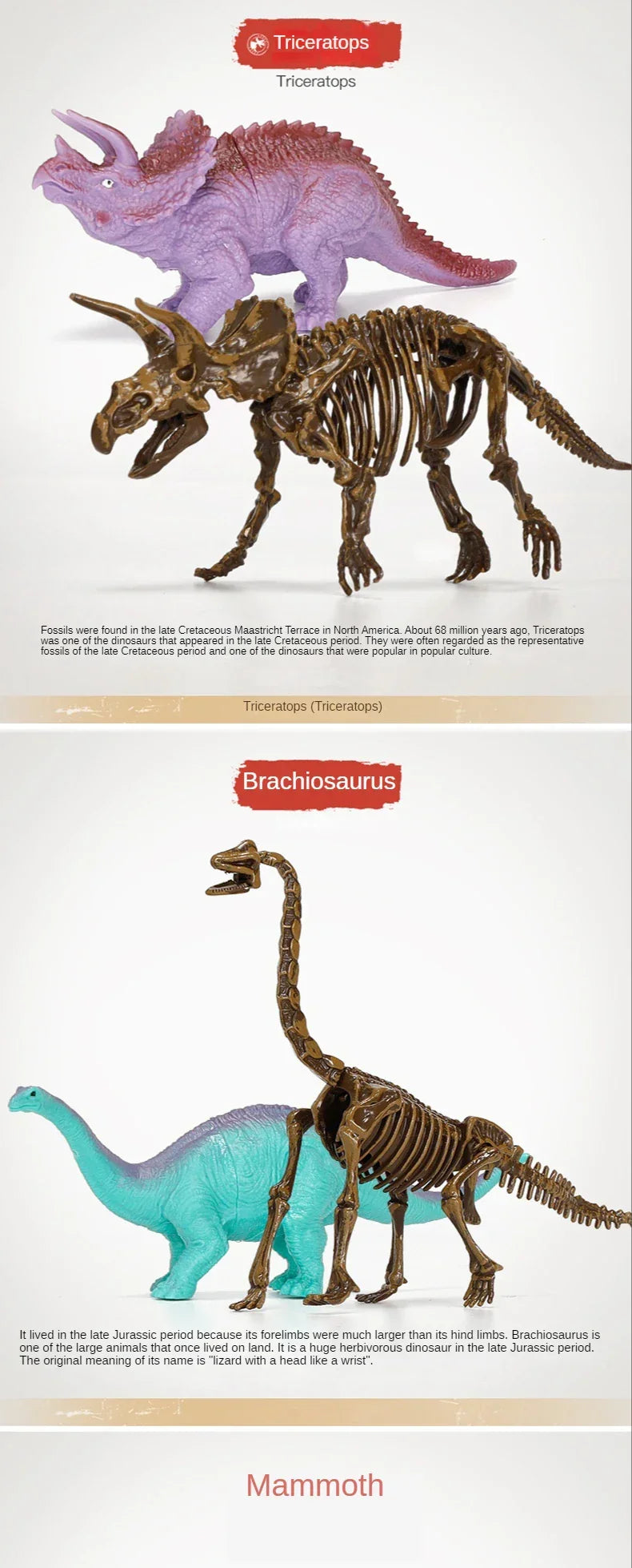 Realistic Triceratops and Brachiosaurus dinosaur toys with matching skeleton models on display