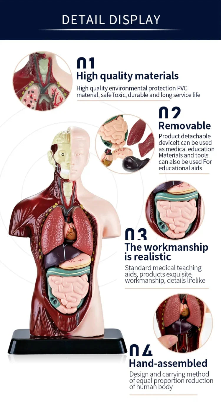 Human anatomy model with removable organs, ideal for educational and medical teaching aids.
