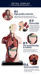 Human anatomy model with removable organs, ideal for educational and medical teaching aids.