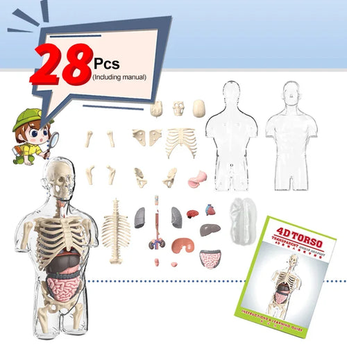 28-piece human anatomy model kit with removable organs and skeleton parts, educational toy for kids