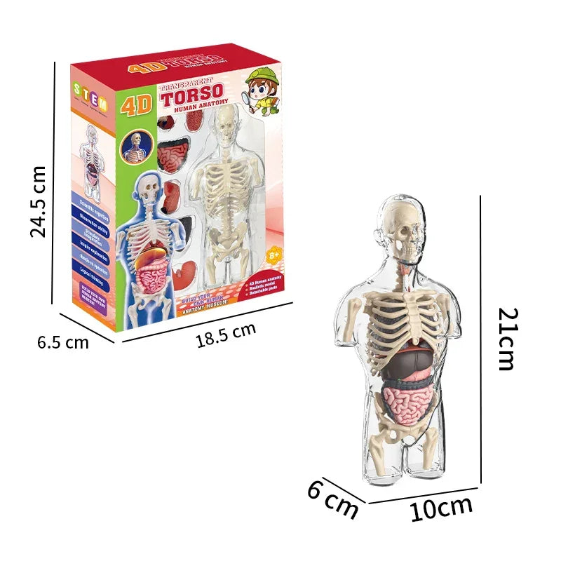4D human torso anatomy model toy with removable organs, educational STEM kit for kids