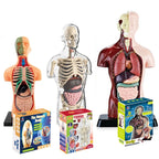 Human body anatomy model kits for kids, educational science toys showing organs and skeletons.