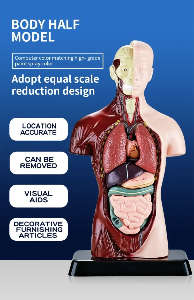 Human torso anatomy model with removable organs for educational and visual learning aids.
