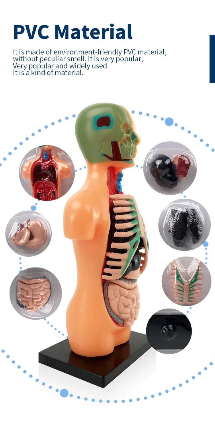 PVC human anatomy model with removable organs for educational toys and science learning